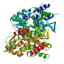 (image for) Fusion Proteins