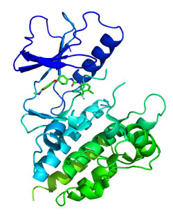 (image for) Protein Kinases