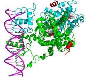 (image for) Nuclear Receptors
