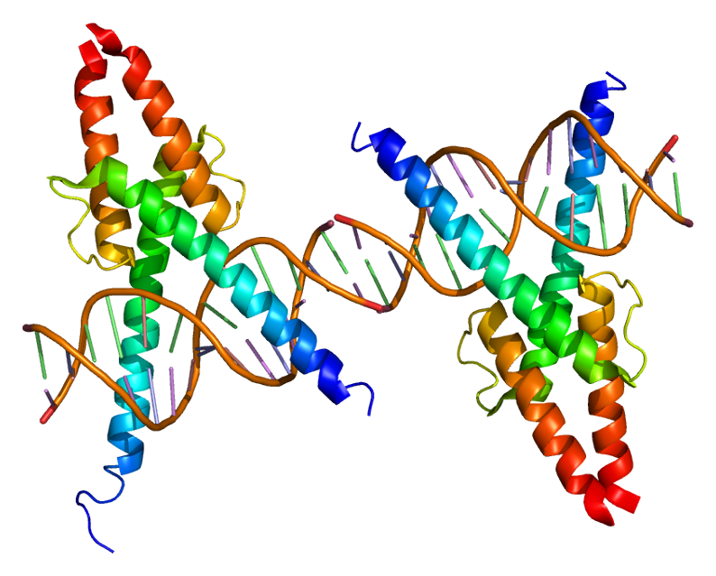 (image for) Transcription Factors