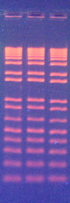 GRRed DNA Gel Example