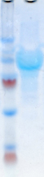 SDS-PAGE analysis