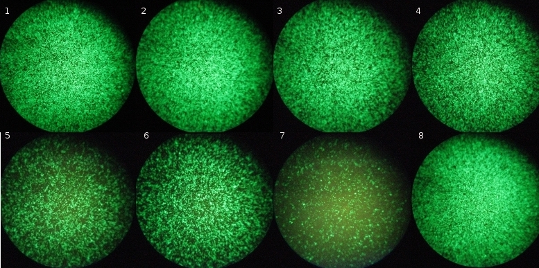 Transfection efficiency comparison in HEK293 cells